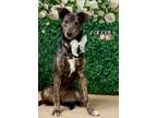 Adopt Aquarius a Italian Greyhound / Mixed Breed (Medium) / Mixed dog in