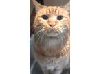 Adopt Chester a Domestic Shorthair / Mixed (short coat) cat in Brigham City -