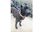 Adopt Maggie a Black - with White Cane Corso / Mixed dog in Encino
