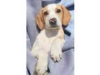 Adopt Estelle a Hound (Unknown Type) / Australian Cattle Dog / Mixed dog in El