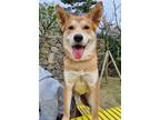 Adopt Joy a Red/Golden/Orange/Chestnut - with White Shiba Inu / Jindo / Mixed