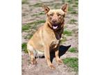 Adopt Chaney a Brown/Chocolate - with Tan Australian Kelpie / Siberian Husky /