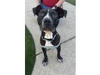 Adopt Miles a Black Staffordshire Bull Terrier / Mixed Breed (Medium) / Mixed