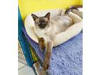 Adopt Nate a Brown or Chocolate (Mostly) Siamese / Mixed (short coat) cat in