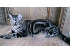 Adopt Papi a Brown Tabby American Shorthair / Mixed (short coat) cat in Houston