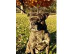 Adopt William a Brown/Chocolate - with Black Boxer / Mixed dog in Edmonds