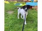 Adopt Frazier - North Attleboro, MA a White - with Black English Pointer / Mixed