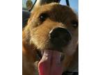 Adopt Goose a Tan/Yellow/Fawn - with White Goldendoodle / Redbone Coonhound /
