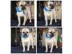 Adopt Gus a Tan/Yellow/Fawn - with White Border Terrier / Pug / Mixed dog in