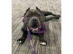 Adopt Breezy Bug a Pit Bull Terrier / Mixed dog in Salisbury, MD (40560539)