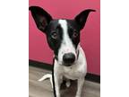 Adopt Adalynn a White Australian Cattle Dog / American Staffordshire Terrier /