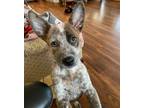 Adopt KRUZ a Australian Cattle Dog / Mixed dog in Lebanon, CT (40775022)