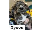 Adopt Tyson a Brindle Mixed Breed (Small) / Great Pyrenees / Mixed (short coat)