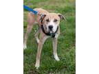 Adopt Shrimp a Affenpinscher / Mixed dog in Ridgely, MD (41024411)