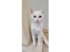 Adopt Bones a White Domestic Shorthair / Mixed Breed (Medium) / Mixed (short