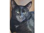 Adopt D'Artagnan a All Black Domestic Shorthair / Mixed Breed (Medium) / Mixed