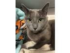 Adopt Ozzy a Gray or Blue Russian Blue / Mixed (short coat) cat in Stanhope
