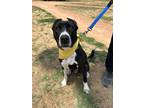 Adopt Halston a Black - with White Great Dane / American Staffordshire Terrier /