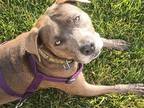 Adopt Mocha (Courtesy) a Staffordshire Bull Terrier / Mixed dog in Denver