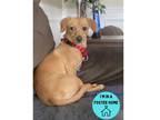 Adopt Turtle a Tan/Yellow/Fawn Miniature Dachshund / Mixed Breed (Medium) /