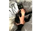 Adopt Moonpie a All Black American Shorthair / Mixed (short coat) cat in Taylor