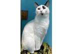 Adopt Melody a Black & White or Tuxedo Domestic Shorthair / Mixed cat in