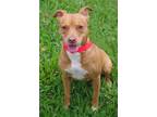 Adopt Bambi a Tan/Yellow/Fawn Terrier (Unknown Type, Medium) / Mixed dog in