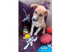 Adopt Puppies a Tricolor (Tan/Brown & Black & White) Jack Russell Terrier /