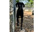 Adopt Chloe 24 a Great Dane / Mixed dog in Brookhaven, MS (41223458)