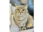 Adopt Bridgette a All Black Domestic Shorthair / Mixed Breed (Medium) / Mixed