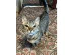 Adopt Wendy a Brown Tabby Domestic Shorthair (short coat) cat in Tucson