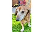 Adopt Dot a Brown/Chocolate Dachshund / Mixed dog in Ladson, SC (41223381)