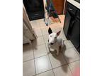 Adopt Buddy a White - with Black Bull Terrier / Mixed dog in Fort Worth
