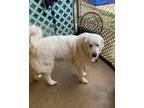 Adopt Pearl a White Mixed Breed (Large) / Mixed dog in Shreveport, LA (41199638)