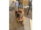 Adopt Bruiser a Brown/Chocolate - with Black Boxer / Black Mouth Cur / Mixed dog