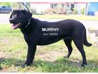 Adopt Murphy a Black Golden Retriever / Mixed Breed (Medium) / Mixed (medium