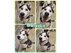 Adopt Bandit a Black - with White Husky / Mixed Breed (Large) / Mixed dog in