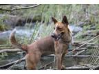 Adopt KC a White - with Red, Golden, Orange or Chestnut Australian Cattle Dog /