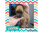 Adopt Griffin a Tan/Yellow/Fawn - with Black Black Mouth Cur / German Shepherd