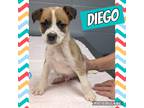 Adopt Diego a Tricolor (Tan/Brown & Black & White) Black Mouth Cur / German