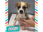 Adopt Derby a Tricolor (Tan/Brown & Black & White) Black Mouth Cur / German