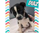 Adopt Diaz a Tricolor (Tan/Brown & Black & White) Black Mouth Cur / German