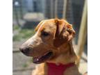 Adopt Roger a Red/Golden/Orange/Chestnut - with White Labrador Retriever /
