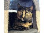 Adopt Karen a Tortoiseshell Domestic Shorthair (short coat) cat in Faribault