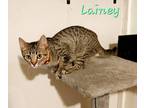 Adopt Lainey a Brown Tabby American Shorthair (short coat) cat in Lakeland