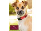 Adopt Julius a Tan/Yellow/Fawn Pug / Whippet / Mixed dog in Marina del Rey