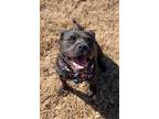 Adopt Jet a American Staffordshire Terrier / Mixed dog in Lansing, KS (37541708)