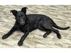 Adopt Raine a Shepherd (Unknown Type) / Australian Cattle Dog / Mixed dog in