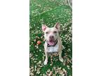 Adopt Teddy a Tan/Yellow/Fawn Mixed Breed (Medium) / Mixed dog in Lauderhill