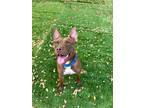 Adopt Ava a Brown/Chocolate Staffordshire Bull Terrier / Mixed dog in
